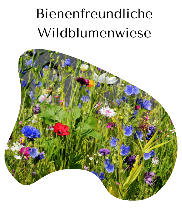 👩‍🌾Tipps zum Aussäen👨‍🌾