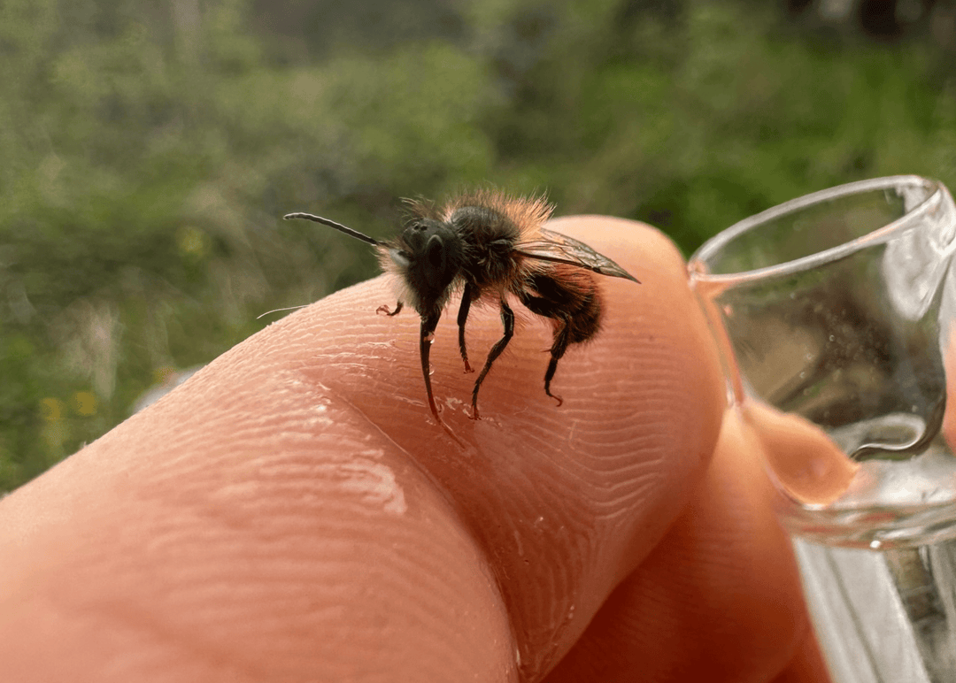 Hand hält ein kleines Fläschchen des Bienenhelfer Erste-Hilfe-Sets über einer erschöpften Biene auf einer Blüte, um schnell Energie zu spenden.